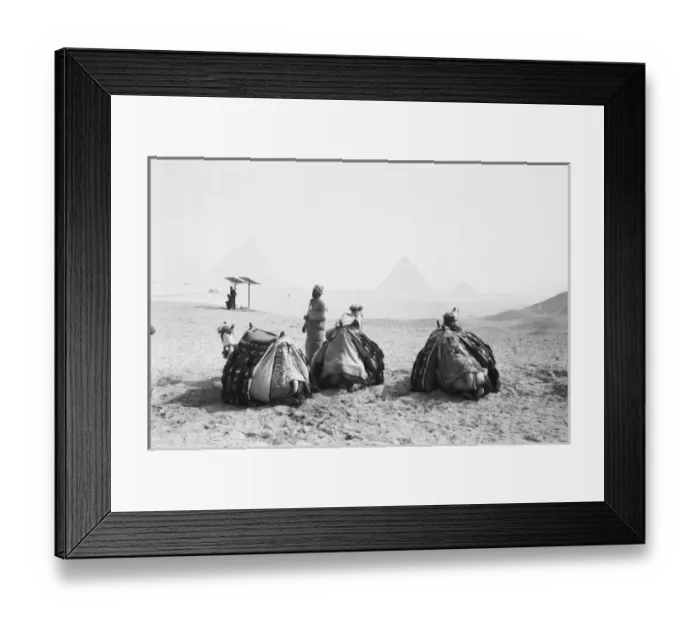 Framed Print : Cairo Egypt, Camel Jockeys Giza Pyramids (NR) Framed Print : Cairo Egypt, Camel Jockeys Giza Pyramids (NR)