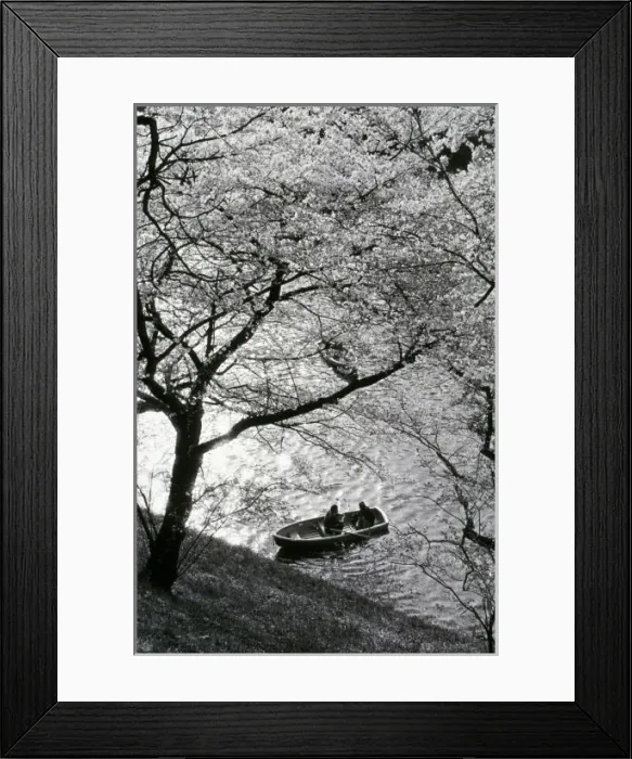 Framed Print : Japan, Tokyo. Cherry blossoms in the Imperial Palace Gardens Framed Print : Japan, Tokyo. Cherry blossoms in the Imperial Palace Gardens
