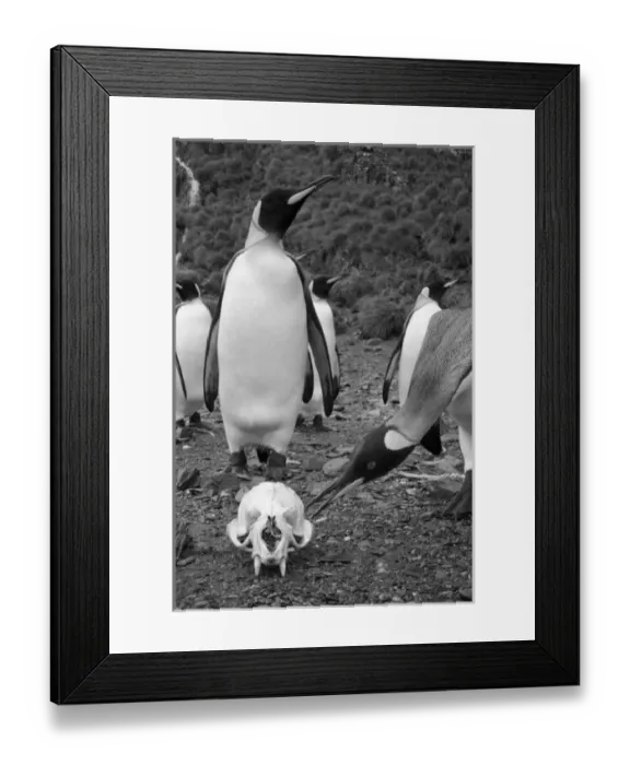 Framed Print : Antarctica, South Georgia Island (UK), King Penguins (Aptenodytes patagonicus) surround