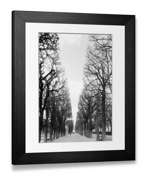 Framed Print : Europe, France, Paris. Winter trees, Marco Polo Garden. Boulevard Saint Michel