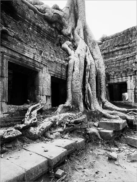 Angkor Cambodia, Ta Prohm Tree