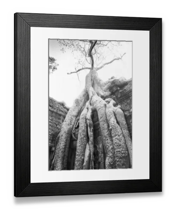 Framed Print : Angkor Cambodia, Tree Ta Prohm Framed Print : Angkor Cambodia, Tree Ta Prohm