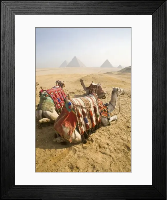 Framed Print : Egypt, Cairo. Resting