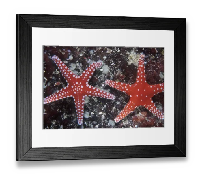Framed Print : Ghardaqa brittle star, Fromia ghardaqana, Zabargad island, Red Sea, Egypt Framed Print : Ghardaqa brittle star, Fromia ghardaqana, Zabargad island, Red Sea, Egypt