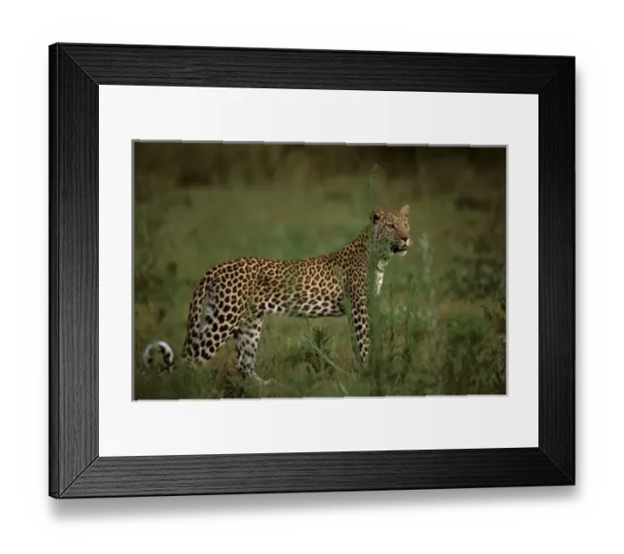 Framed Print : Africa, Botswana Framed Print : Africa, Botswana