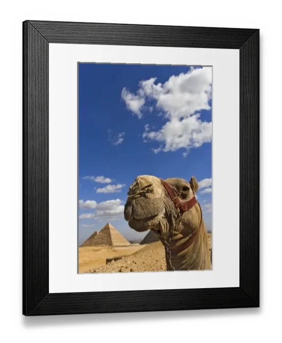 Framed Print : Camel in front of the pyramids of Giza, Egypt, Cheops, Khafre or Chephren, and Menkaure