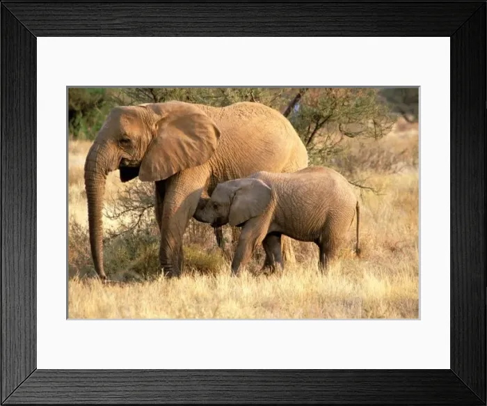 Framed Print : Africa, Botswana Framed Print : Africa, Botswana