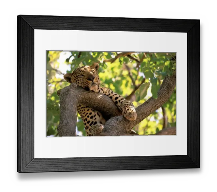 Framed Print : Africa, Botswana