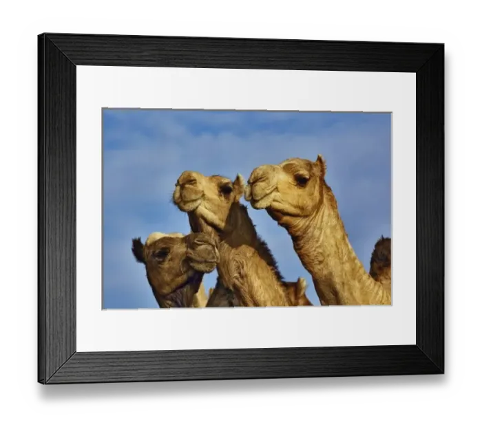 Framed Print : Trio of camels, camel market, Cairo, Egypt Framed Print : Trio of camels, camel market, Cairo, Egypt
