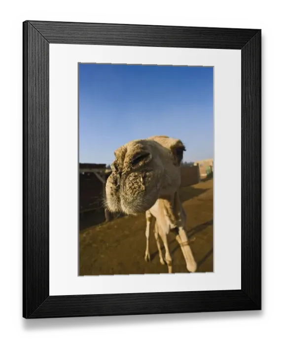 Framed Print : Camel market, Cairo, Egypt Framed Print : Camel market, Cairo, Egypt