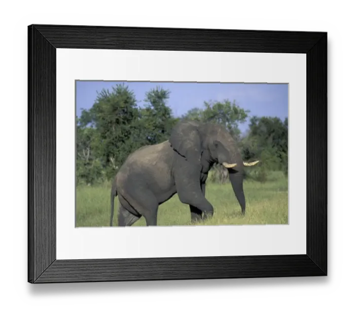 Framed Print : AFRICA, Botswana Framed Print : AFRICA, Botswana