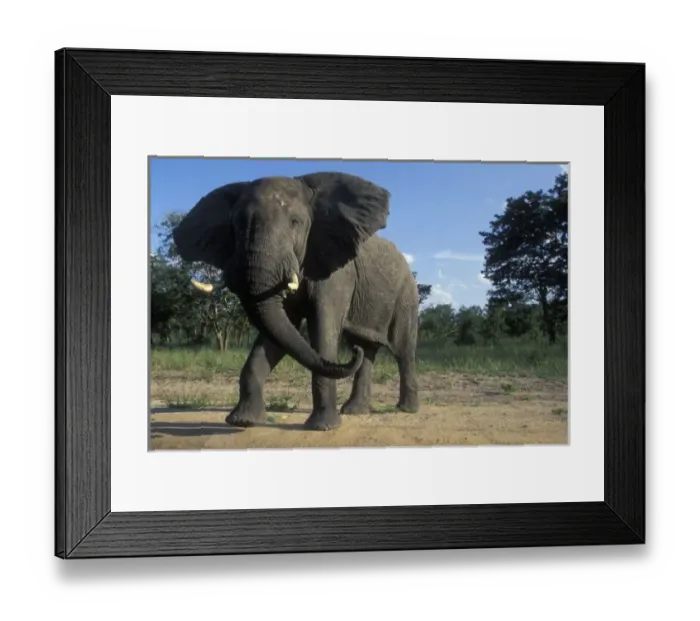 Framed Print : Africa, Botswana