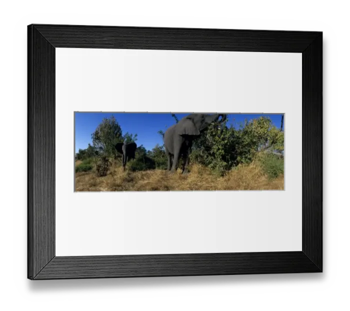 Framed Print : Africa, Botswana, Chobe National Park, Elephants (Loxodonta africana) feeding in
