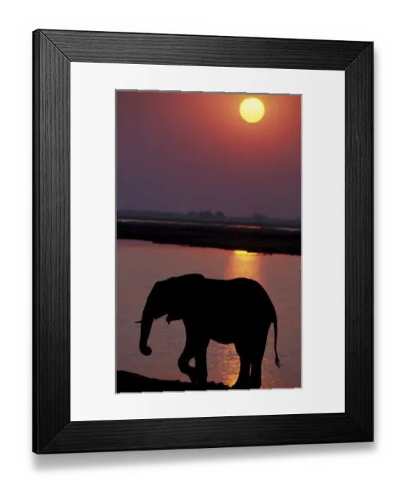 Framed Print : Africa, Botswana, Chobe National Park, Chobe River. Elephant (Loxodonta africana) Framed Print : Africa, Botswana, Chobe National Park, Chobe River. Elephant (Loxodonta africana)