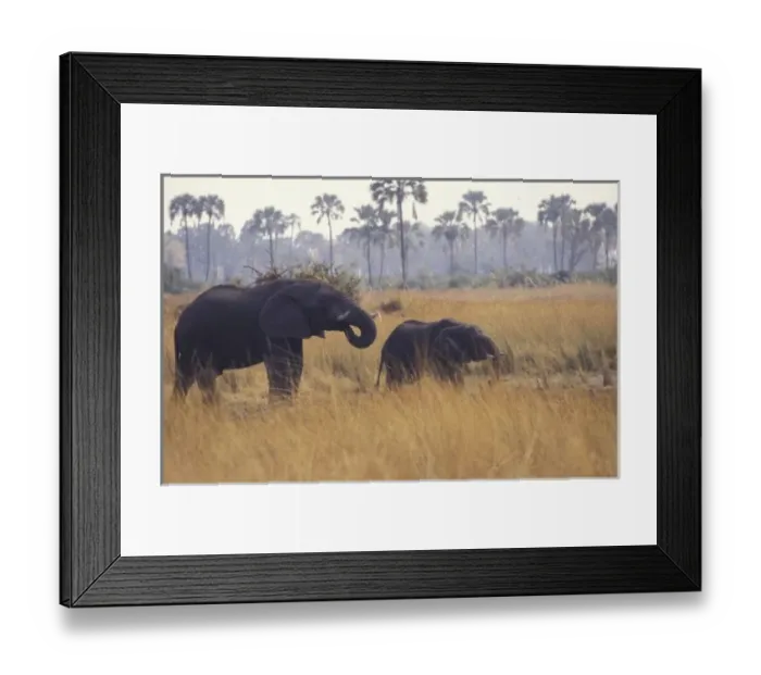 Framed Print : AFRICA, Botswana Framed Print : AFRICA, Botswana