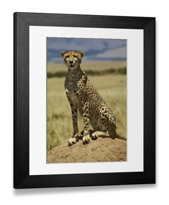 Framed Print : Cheetah resting, Acinonyx jubatus, Masai Mara, Kenya Framed Print : Cheetah resting, Acinonyx jubatus, Masai Mara, Kenya