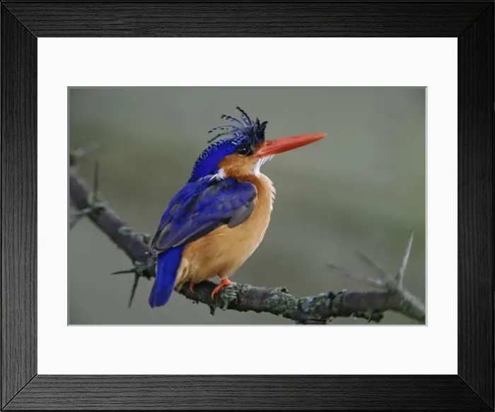 Framed Print : Malachite Kingfisher, Alcedo cristata, Lake Nakuru National Park, Kenya