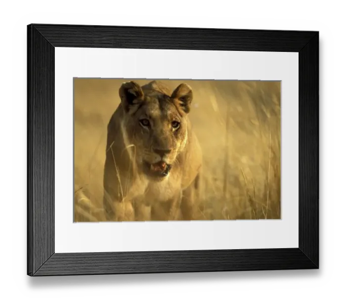 Framed Print : Africa, Botswana
