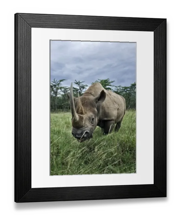 Framed Print : Black Rhinoceros, Diceros bicornis, Kenya