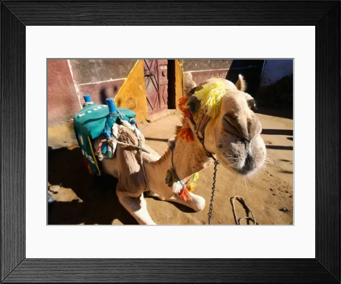 Framed Print : A friendly camel Framed Print : A friendly camel