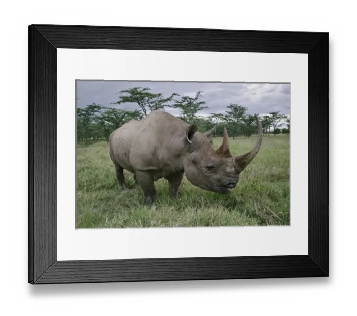Framed Print : Black Rhinoceros Framed Print : Black Rhinoceros