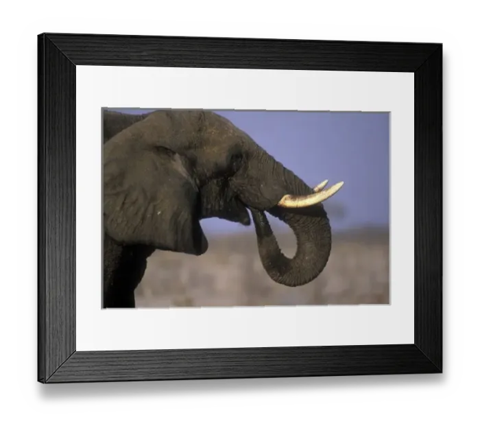 Framed Print : Botswana, Moremi Game Reserve, Bull Elephant (Loxodonta africana) near Xakanaxa during Framed Print : Botswana, Moremi Game Reserve, Bull Elephant (Loxodonta africana) near Xakanaxa during