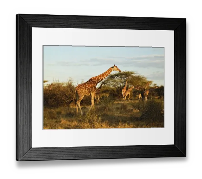 Framed Print : Reticulated Giraffes, Giraffe camelopardalis reticulata, Samburu Game Reserve, Kenya Framed Print : Reticulated Giraffes, Giraffe camelopardalis reticulata, Samburu Game Reserve, Kenya