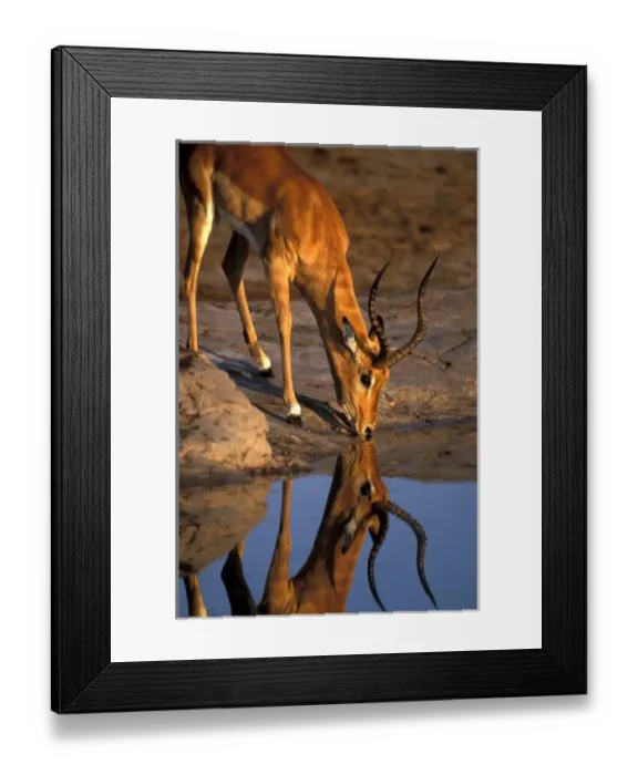Framed Print : Botswana, Chobe National Park, Bull Impala (Aepyceros melampus) is reflected while Framed Print : Botswana, Chobe National Park, Bull Impala (Aepyceros melampus) is reflected while