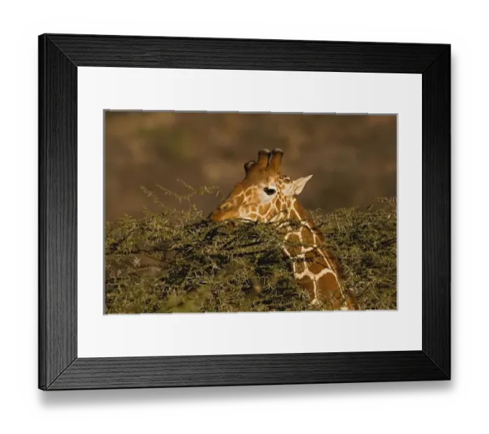 Framed Print : Reticulated Giraffe, Giraffe camelopardalis reticulata, Samburu Game Reserve, Kenya