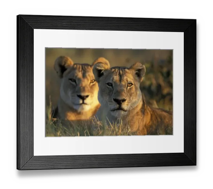 Framed Print : Botswana, Chobe National Park, Lionesses (Panthera leo) lie in tall grass in Savuti Framed Print : Botswana, Chobe National Park, Lionesses (Panthera leo) lie in tall grass in Savuti