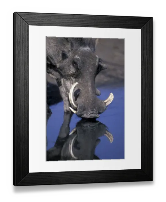 Framed Print : Africa, Botswana, Chobe National Park, Warthog (Pharcochoerus africanus) drinking Framed Print : Africa, Botswana, Chobe National Park, Warthog (Pharcochoerus africanus) drinking