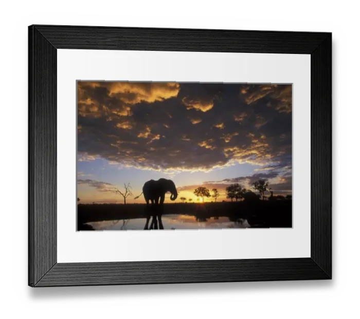 Framed Print : Botswana, Chobe National Park, Elephant (Loxodonta africana) silhouetted by setting Framed Print : Botswana, Chobe National Park, Elephant (Loxodonta africana) silhouetted by setting