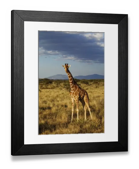 Framed Print : Reticulated Giraffe, Giraffe camelopardalis reticulata, Samburu Game Reserve, Kenya