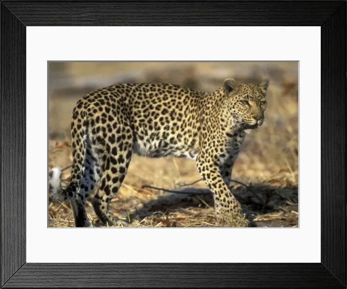 Framed Print : Botswana, Moremi