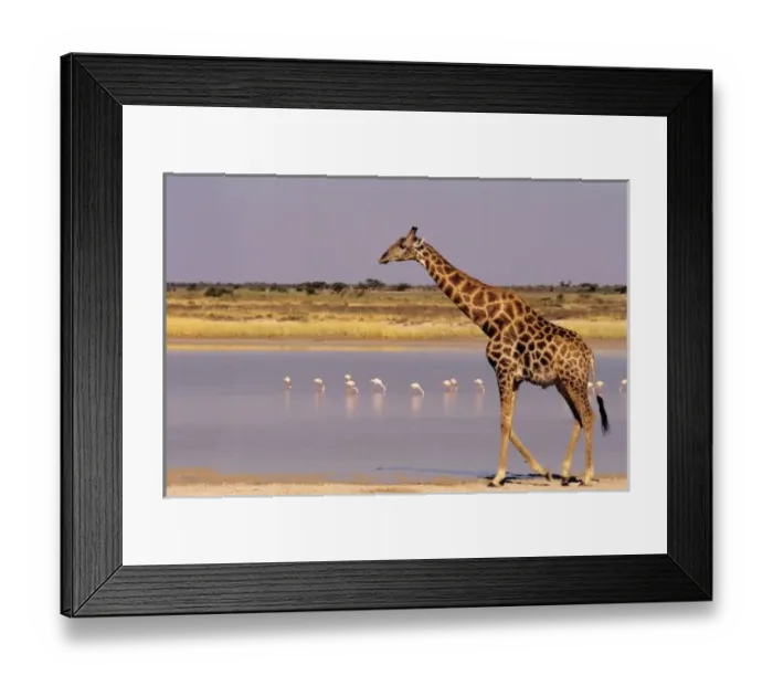 Framed Print : Namibia: Etosha Framed Print : Namibia: Etosha