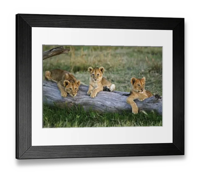 Framed Print : Africa, Kenya Framed Print : Africa, Kenya