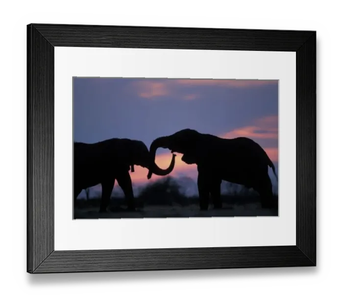 Framed Print : Botswana, Chobe National Park, Elephants (Loxodonta africana) silhouetted by setting Framed Print : Botswana, Chobe National Park, Elephants (Loxodonta africana) silhouetted by setting