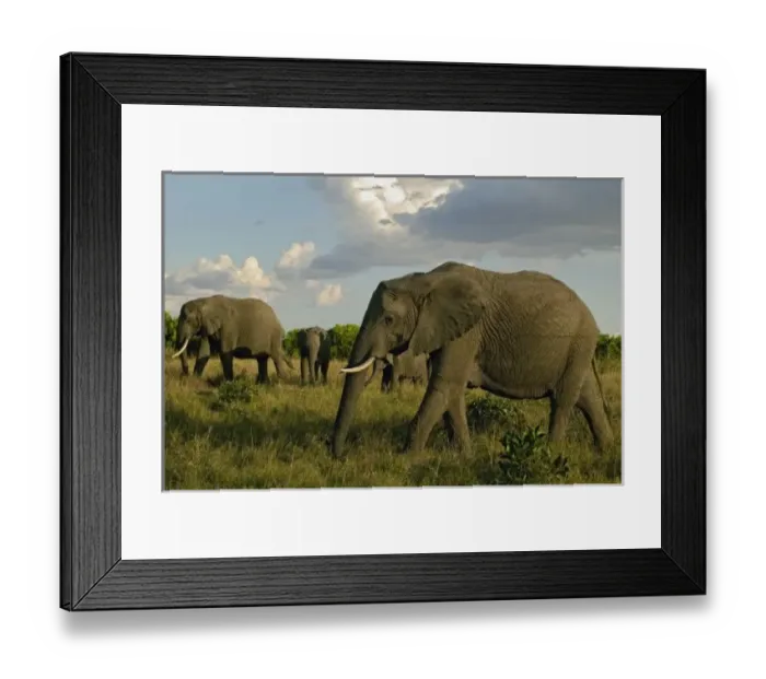 Framed Print : African Elephants grazing, Loxodonta africana, Masai Mara, Kenya Framed Print : African Elephants grazing, Loxodonta africana, Masai Mara, Kenya