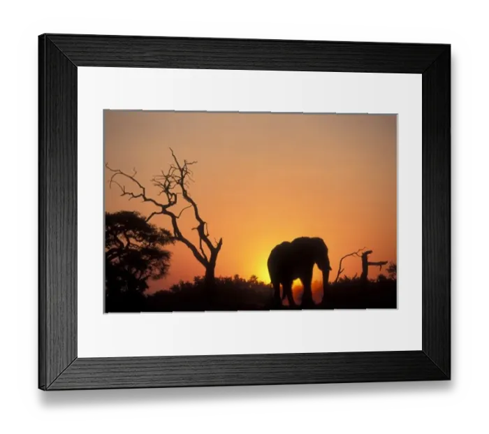 Framed Print : Africa, Botswana Framed Print : Africa, Botswana
