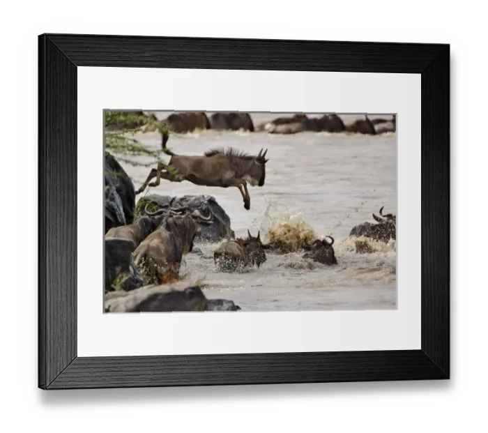 Framed Print : Wildebeest jumping Framed Print : Wildebeest jumping