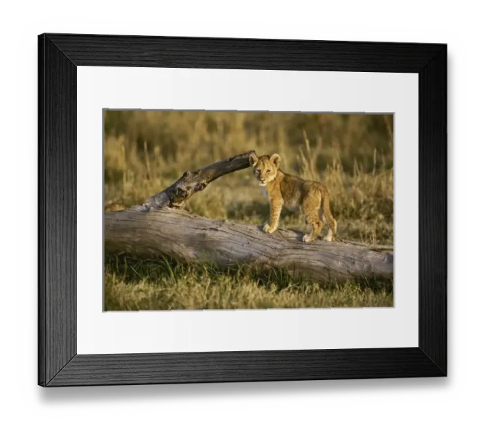 Framed Print : Lion cub on log, Panthera leo, Masai Mara, Kenya Framed Print : Lion cub on log, Panthera leo, Masai Mara, Kenya