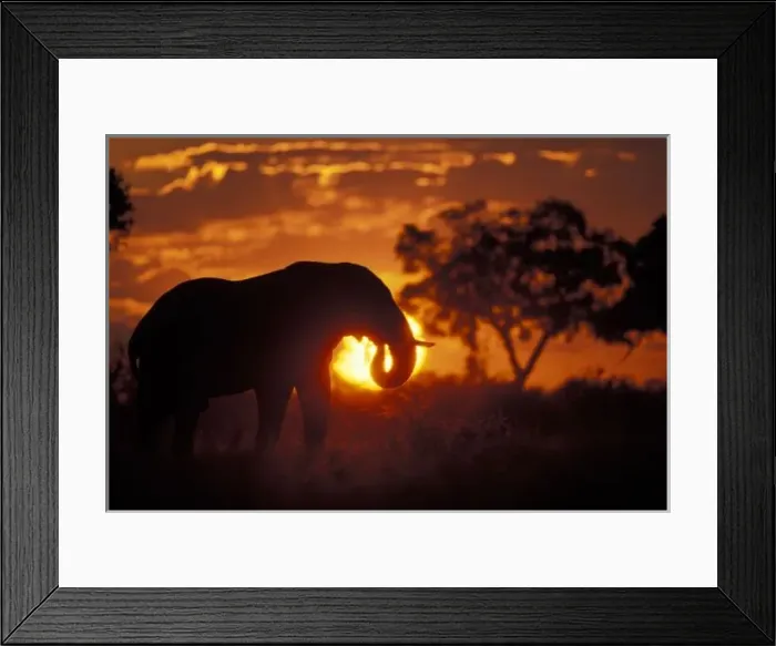 Framed Print : Botswana, Chobe National Park, Bull Elephant (Loxodonta africanus) silhouetted by Framed Print : Botswana, Chobe National Park, Bull Elephant (Loxodonta africanus) silhouetted by