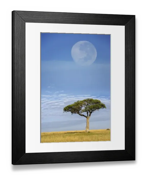 Framed Print : Umbrella Thorn Acacia, Acacia tortilis, and full moon, Masai Mara Game Reserve, Kenya Framed Print : Umbrella Thorn Acacia, Acacia tortilis, and full moon, Masai Mara Game Reserve, Kenya