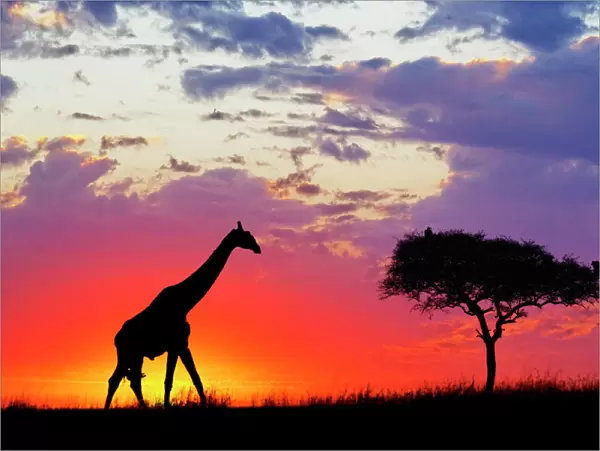 Giraffe silhouetted at sunrise, Giraffa camelopardalis tippelskirchi, Masai Mara Game Reserve