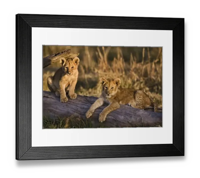 Framed Print : Lion cubs on log, Panthera leo, Masai Mara, Kenya Framed Print : Lion cubs on log, Panthera leo, Masai Mara, Kenya
