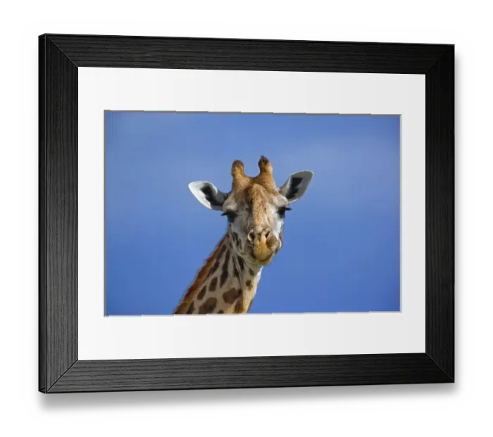 Framed Print : Giraffe, Giraffa camelopardalis tippelskirchi, Masai Mara Game Reserve, Kenya