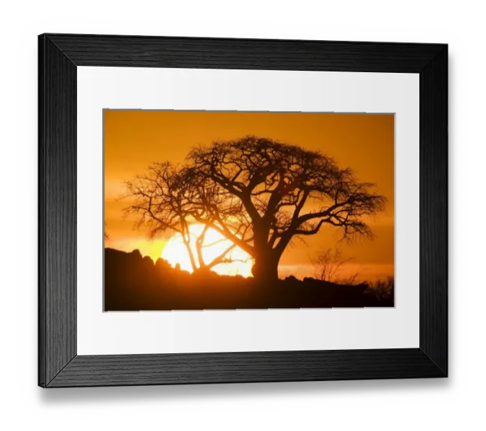 Framed Print : Africa, Botswana, Setting sun silhouettes Baobab Trees (Adansonia digitata) on Kubu Framed Print : Africa, Botswana, Setting sun silhouettes Baobab Trees (Adansonia digitata) on Kubu