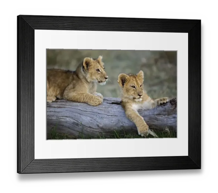 Framed Print : Lion cubs on log, Panthera leo, Masai Mara, Kenya Framed Print : Lion cubs on log, Panthera leo, Masai Mara, Kenya