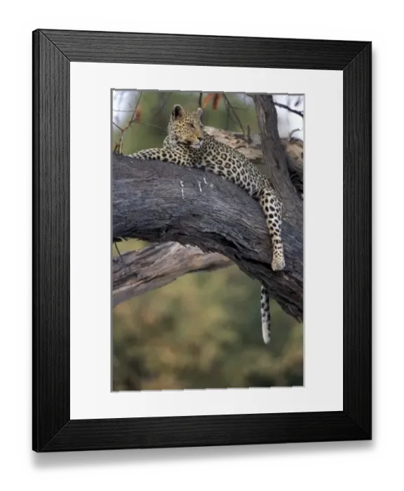 Framed Print : Africa, Botswana Framed Print : Africa, Botswana
