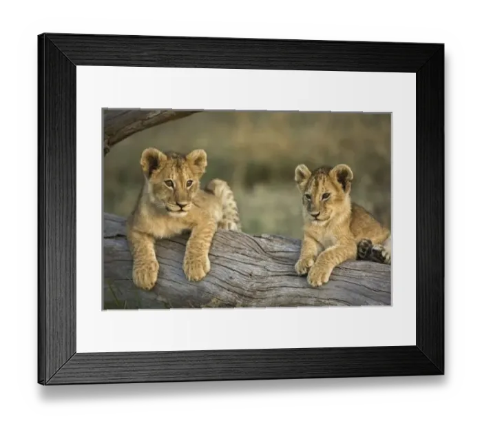 Framed Print : Lion cubs on log Framed Print : Lion cubs on log